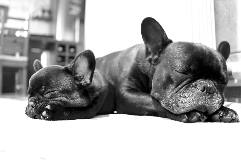 franske bulldogs der sover