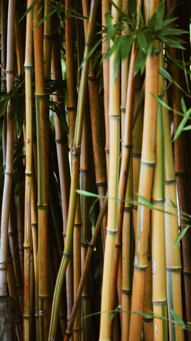 Bambus planter