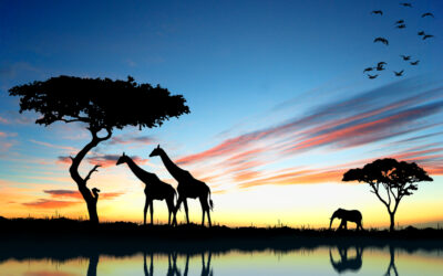 Tag på luksuriøs safaritur i Sydafrika